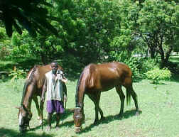 Charli and Fulmine in the garden at tiwi beach.